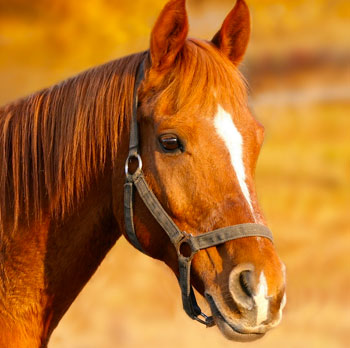 horse riding edipsos